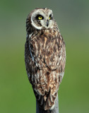 Owl Short-eared D-206.jpg