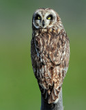 Owl Short-eared D-207.jpg