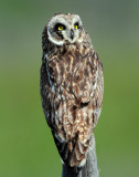 Owl Short-eared D-208.jpg