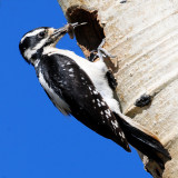 Woodpecker, Hairy