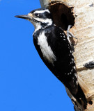 Woodpecker, Hairy