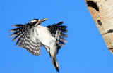 Woodpecker, Hairy