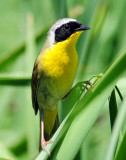 Yellowthroat, Common