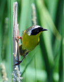 Yellowthroat, Common