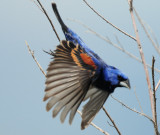 Grosbeak, Blue