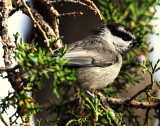 Chickadee, Mountain