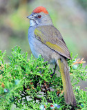 Towhee, Green-tailed