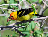 Tanager, Western (Gorging)