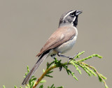 Sparrow, Black-throated