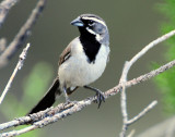 Sparrow, Black-throated