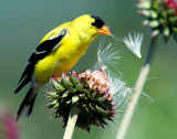 Goldfinch, American