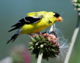 Goldfinch, American