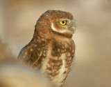 Owls, Burrowing