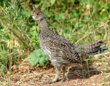 Grouse, Dusky