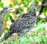 Grouse, Dusky