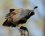 Quail, California