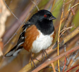 Towhee, Spotted