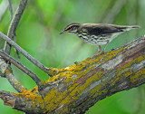 Waterthrush, Northern