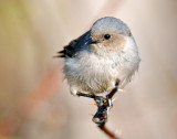 Bushtit