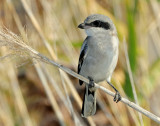 Shrike, Loggerhead (Juvenile)