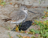 Sandpiper, Stilt