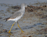 Sandpiper, Stilt