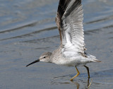 Sandpiper, Stilt