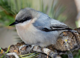 Nuthatch, Pygmy