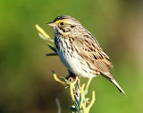 Sparrow, Savannah