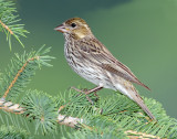 Finch, Cassins  (Female)