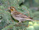 Finch, Cassin's  (Female)