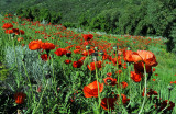 Mantua, Utah  Poppys