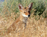 Desert Dog (Pups)--Coyote