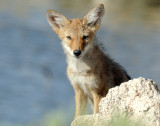 Desert Dog (Pups)--Coyote