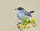 Wren, Bewicks