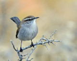 Wren, Bewicks