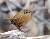 Wren, Pacific