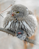 Owl, Northern Pigmy