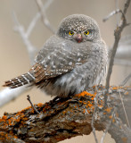 Owl, Northern Pigmy