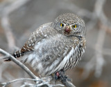 Owl, Northern Pigmy