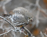 Owl, Northern Pigmy