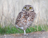 Owls, Burrowing