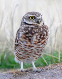 Owls, Burrowing