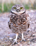 Owl, Burrowing