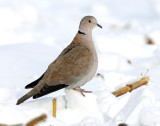 Dove, Eurasion Collared