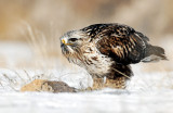 Hawk, Rough-legged