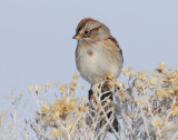 Sparrow, American Tree