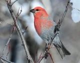 Grosbeak, Pine