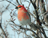 Grosbeak, Pine