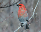 Grosbeak, Pine